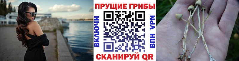 цены   Кировск  Галлюциногенные грибы мицелий 